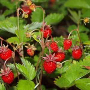 6510-fragaria-vesca-var-vesca