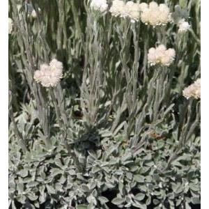 1159-antennaria-dioica-alba