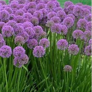 7077-allium-millenium