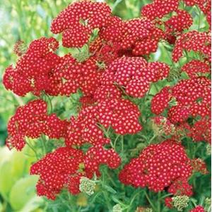 1033-achillea-millefolium-red-velvet