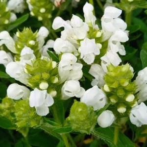 3531-prunella-grandiflora-alba