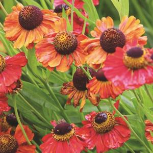 2462-helenium-moerheim-beauty
