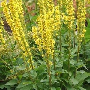 4090-verbascum-nigrum