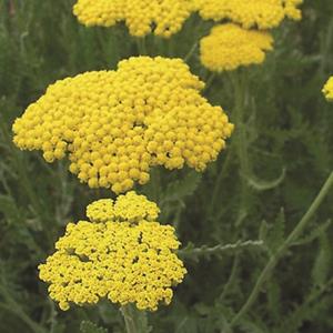 1043-achillea-moonshine