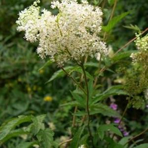 2290-filipendula-ulmaria