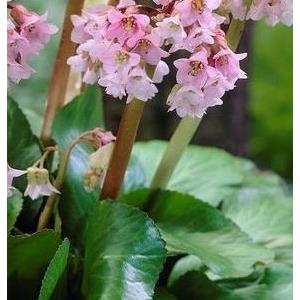 7118-bergenia-baby-doll