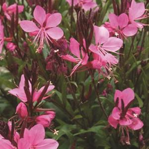 2322-gaura-tutti-frutti