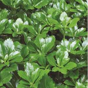 3133-pachysandra-terminalis-green-sheen