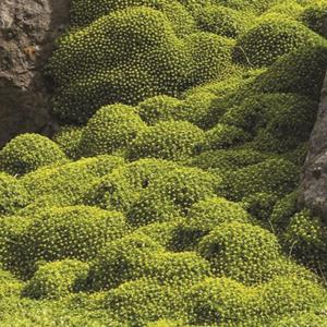 1578-azorella-trifurcata