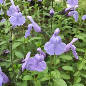 7513-salvia-greggii-delice-aquamarine