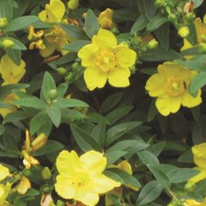 2655-hypericum-hidcote