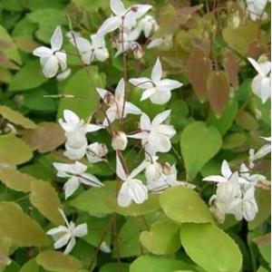 7276-epimedium-youngianum-niveum