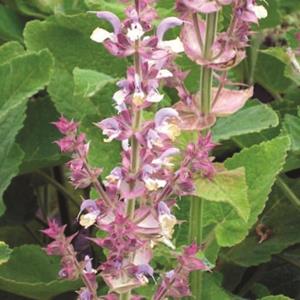 6310-salvia-sclarea