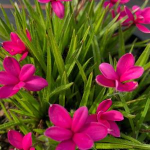 3545-rhodohypoxis-baurii-red-selection