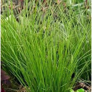 5120-carex-howardii-phoenix-green
