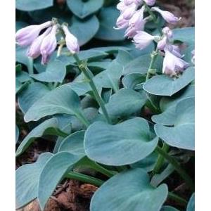 7371-hosta-blue-mouse-ears