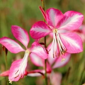 2317-gaura-lindheimeri-rosy-jane