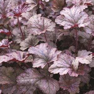 7325-heuchera-plum-pudding