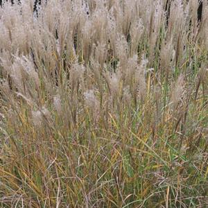 5621-miscanthus-sinesis-yakushima-dwarf-83-x-160mm
