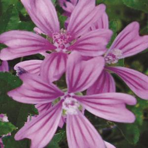 6149-malva-sylvestris
