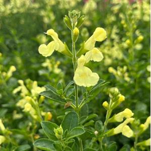 7511-salvia-greggii-lemon-light