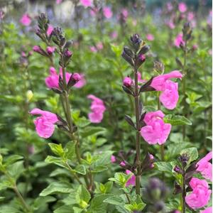 7512-salvia-greggii-flower-child