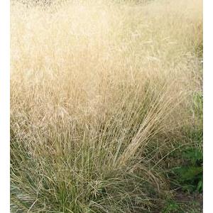 5279-deschampsia-caespitosa-goldschleier