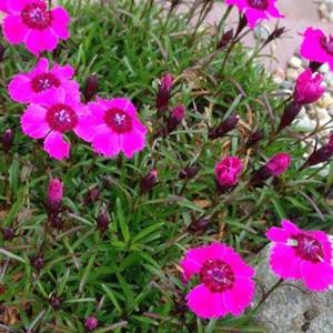 2004-dianthus-a