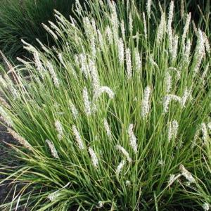 5853-sesleria-autumnalis