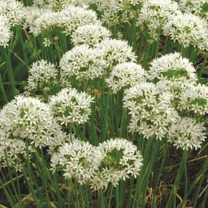 6023-allium-tuberosum