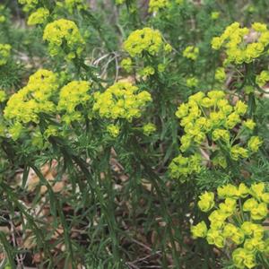 2267-euphorbia-cyparissias