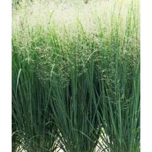 5756-panicum-virgatum-northwind