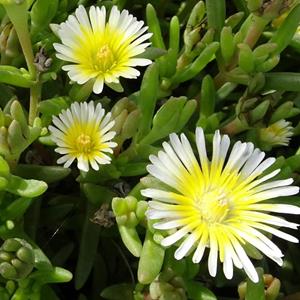 1927-delosperma-limoncello