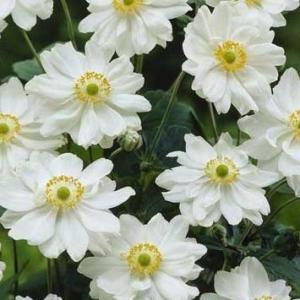 7088-anemone-hybrida-whirlwind