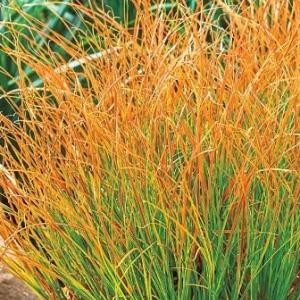 5254-carex-testacea-prairie-fire