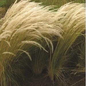 5908-stipa-ichu