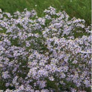 1440-aster-ericoides-erlkoenig