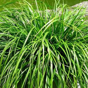 5250-carex-oshimensis-evergreen
