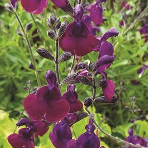 7498-salvia-jamensis-nachtvlinder