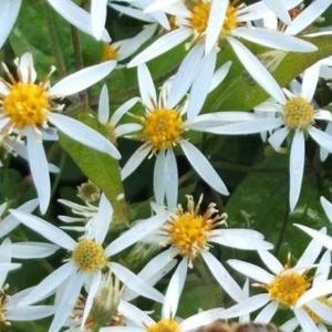 1395-aster-divaricatus