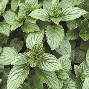 6177-mentha-after-eight