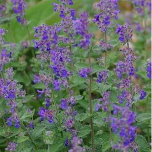 3068-nepeta-mussinii-little-titch