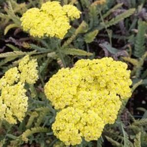 1045-achillea-taygetea