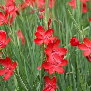 9550-schizostylis-coccinea