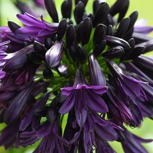 7066-agapanthus-black-magic