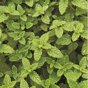 6175-mentha-erdbeerminze