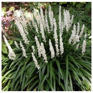 7444-liriope-muscari-monroe-white