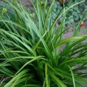 5215-carex-morrowii-irish-green