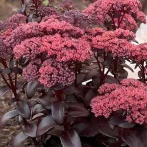 3808-sedum-dark-magic