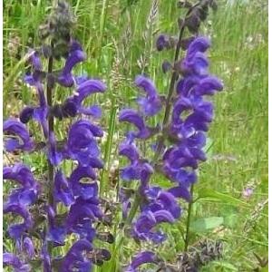 3598-salvia-pratensis